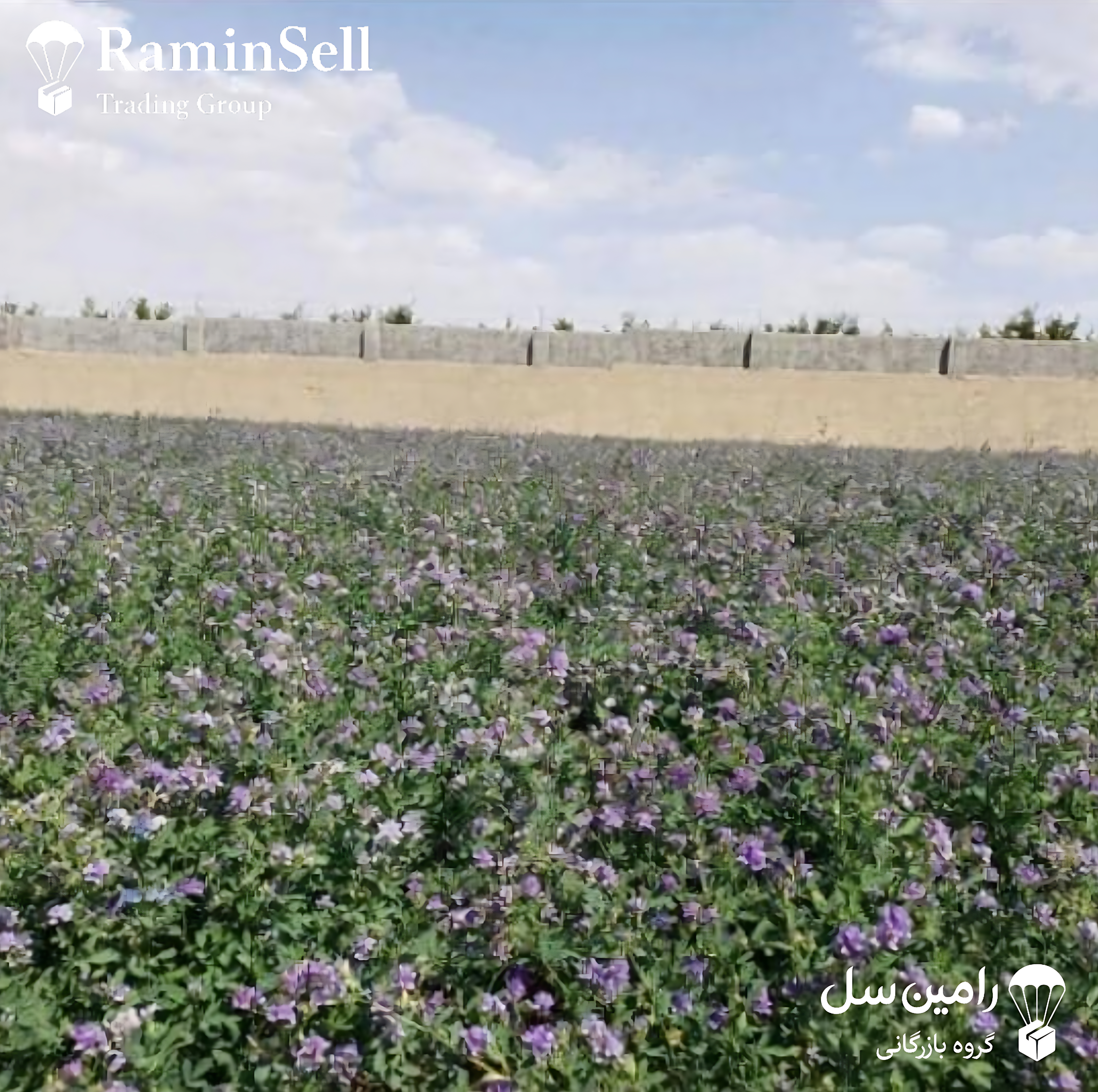 عکس مزرعه یونجه اصفهان